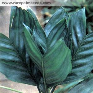 شامادورا متالیکا